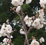 奥三河蒸留所香りの桜植樹 中京テレビ様に取材頂きました